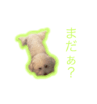世界一可愛いビションフリーゼ（個別スタンプ：6）