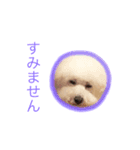世界一可愛いビションフリーゼ（個別スタンプ：7）