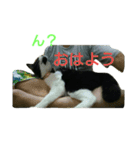 ICHIZOU（個別スタンプ：3）