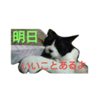 ICHIZOU（個別スタンプ：5）