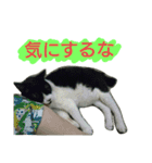 ICHIZOU（個別スタンプ：14）
