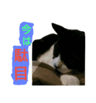 ICHIZOU（個別スタンプ：22）