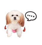 Mandy＆poodle（個別スタンプ：15）