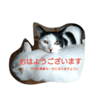 うちの猫すたんぷ（個別スタンプ：35）