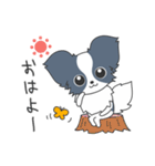 毎日パピヨン（個別スタンプ：1）