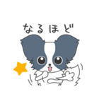 毎日パピヨン（個別スタンプ：13）