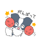毎日パピヨン（個別スタンプ：40）