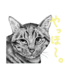 チャチャとゆかいな仲間たち 2（個別スタンプ：28）