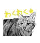チャチャとゆかいな仲間たち 2（個別スタンプ：40）