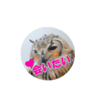 フクロウ＠スタンプ（個別スタンプ：8）