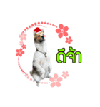 Mu Mini Bangkaew Dog（個別スタンプ：1）