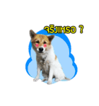 Mu Mini Bangkaew Dog（個別スタンプ：4）