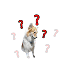 Mu Mini Bangkaew Dog（個別スタンプ：12）