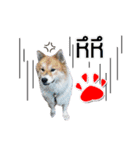Mu Mini Bangkaew Dog（個別スタンプ：14）