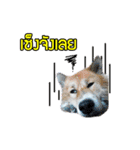 Mu Mini Bangkaew Dog（個別スタンプ：17）