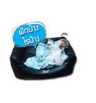 Mu Mini Bangkaew Dog（個別スタンプ：19）
