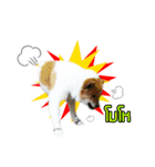 Mu Mini Bangkaew Dog（個別スタンプ：22）