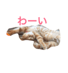 みーたろうの日常（個別スタンプ：2）