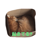 みーたろうの日常（個別スタンプ：3）