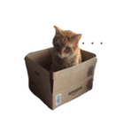 みーたろうの日常（個別スタンプ：6）