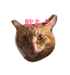 みーたろうの日常（個別スタンプ：7）