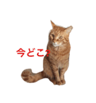 みーたろうの日常（個別スタンプ：9）