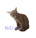 みーたろうの日常（個別スタンプ：16）