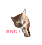 みーたろうの日常（個別スタンプ：20）