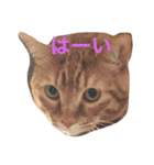 みーたろうの日常（個別スタンプ：21）
