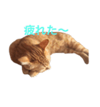 みーたろうの日常（個別スタンプ：25）