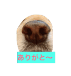 ニコラ怠け者1（個別スタンプ：4）