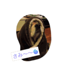 ニコラ怠け者1（個別スタンプ：13）