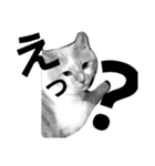cat pokichan（個別スタンプ：1）