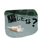 cat pokichan（個別スタンプ：2）