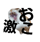 cat pokichan（個別スタンプ：4）