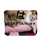 cat pokichan（個別スタンプ：5）