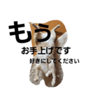 cat pokichan（個別スタンプ：6）