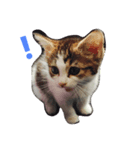 まんちひめ（個別スタンプ：4）