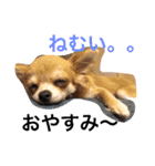自己満愛犬スタンプ❶（個別スタンプ：2）