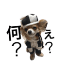 自己満愛犬スタンプ❶（個別スタンプ：4）