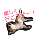 自己満愛犬スタンプ❶（個別スタンプ：5）