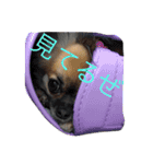 自己満愛犬スタンプ❶（個別スタンプ：6）