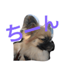 自己満愛犬スタンプ❶（個別スタンプ：7）