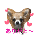 自己満愛犬スタンプ❶（個別スタンプ：9）
