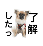 自己満愛犬スタンプ❶（個別スタンプ：10）