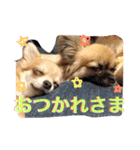 自己満愛犬スタンプ❶（個別スタンプ：11）