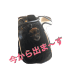 自己満愛犬スタンプ❶（個別スタンプ：13）