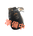 自己満愛犬スタンプ❶（個別スタンプ：14）