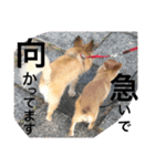 自己満愛犬スタンプ❶（個別スタンプ：15）