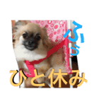 自己満愛犬スタンプ❶（個別スタンプ：16）